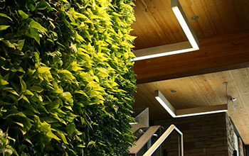 Interior view of the pavilion ceiling and living wall